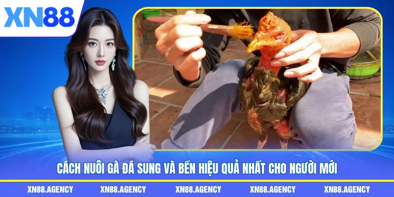 cách nuôi gà đá sung và bền