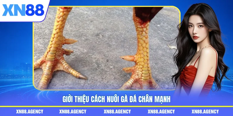 Giới thiệu cách nuôi gà đá chân mạnh
