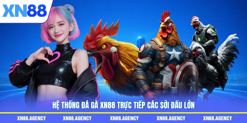 Hệ thống đá gà XN88 trực tiếp các sới đấu lớn