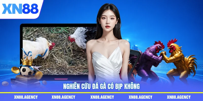 Nghiên cứu đá gà có bịp không